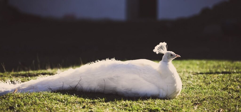 Zámecký park Blatná - daňci na louce