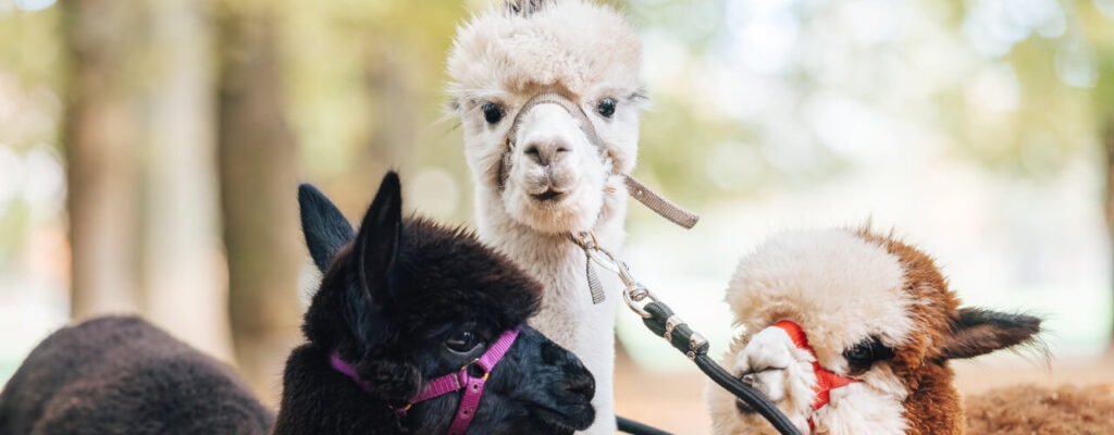 Procházky s alpakami