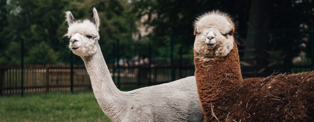 Patroni alpak: Pavel Horváth, Mariana Prachařová, Dana Batulková a Stephanos Germenis-Hildprandt