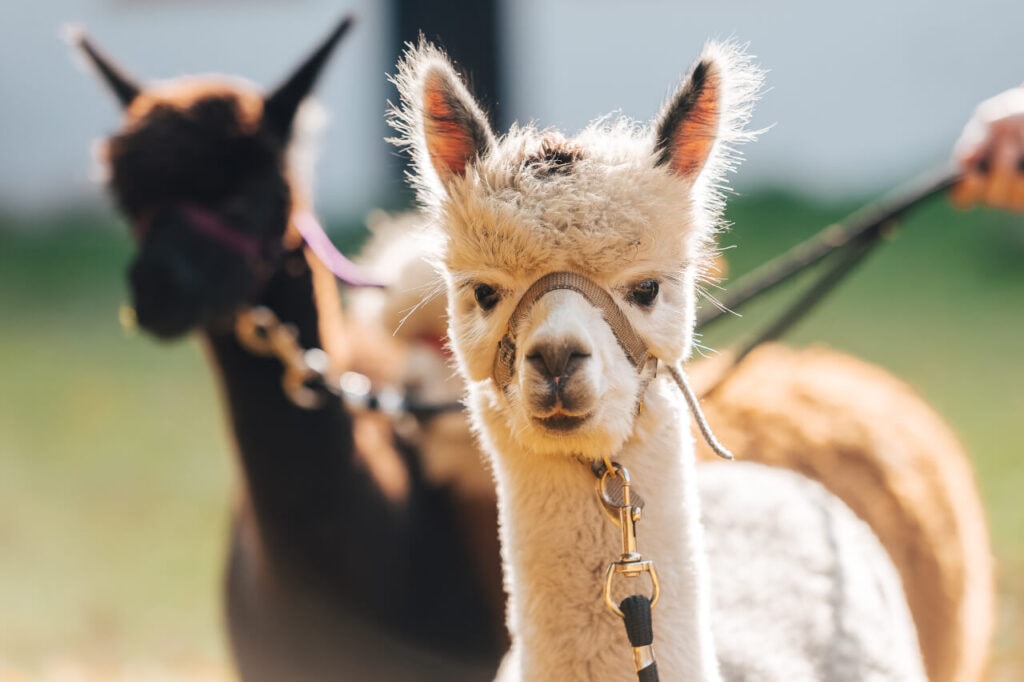 Alpaky v parku